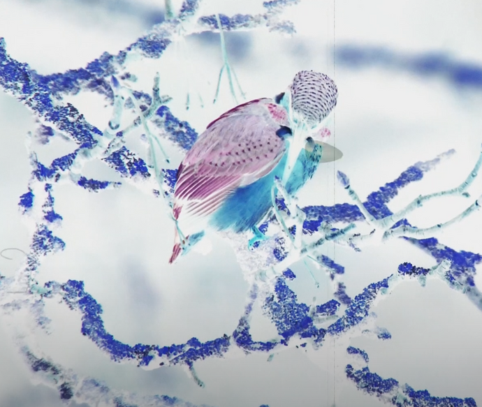EVERYTHING - Film installation by Richard Taylor-Jones with Chuck Cartmel feat. Jacana People