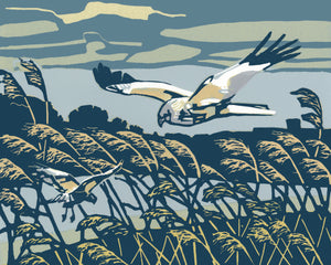 Marsh Harrier