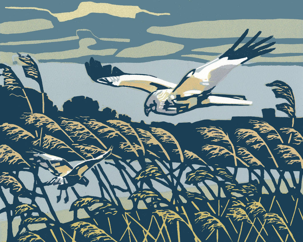Marsh Harrier