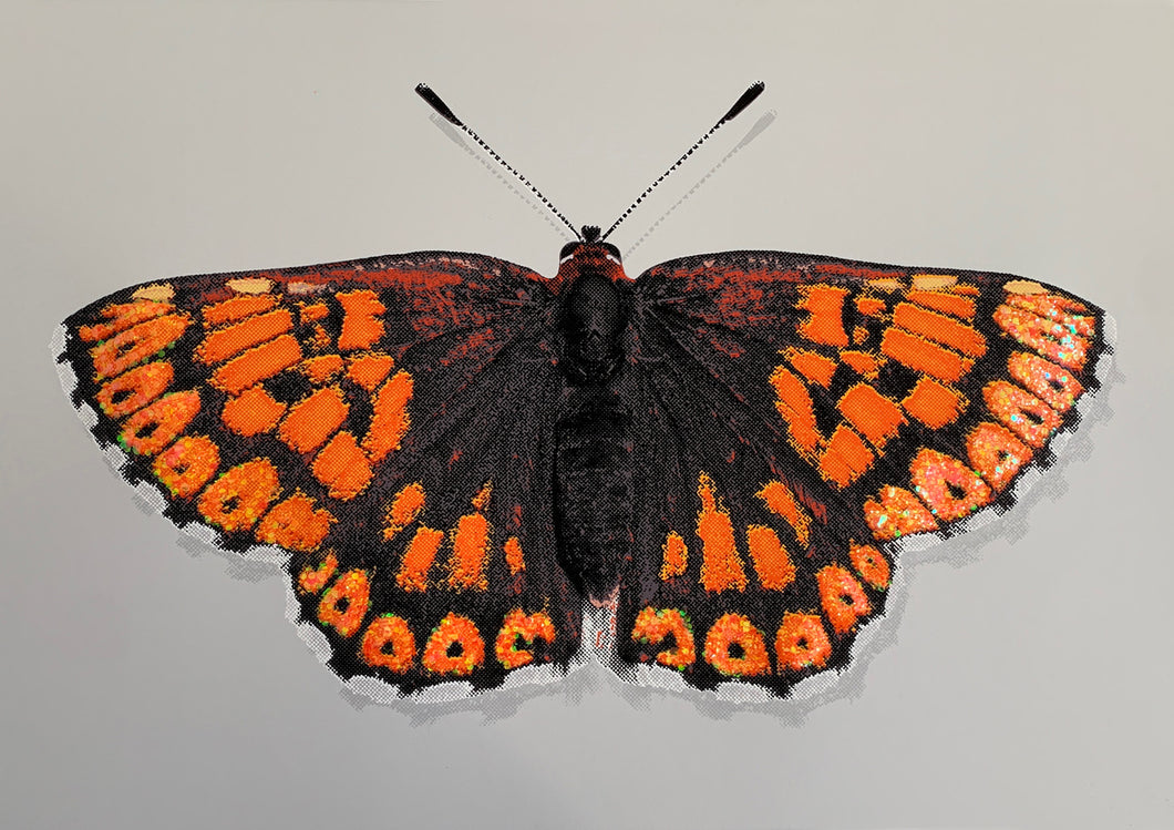 Memento Papilio - Duke of Burgundy