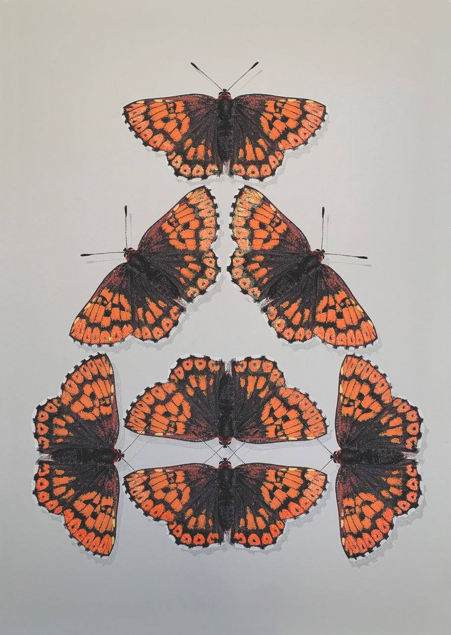 Memento Papilio - Duke of Burgundy Kaleidescope