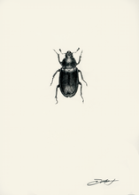 Load image into Gallery viewer, Blue Stag Beetle (Female)
