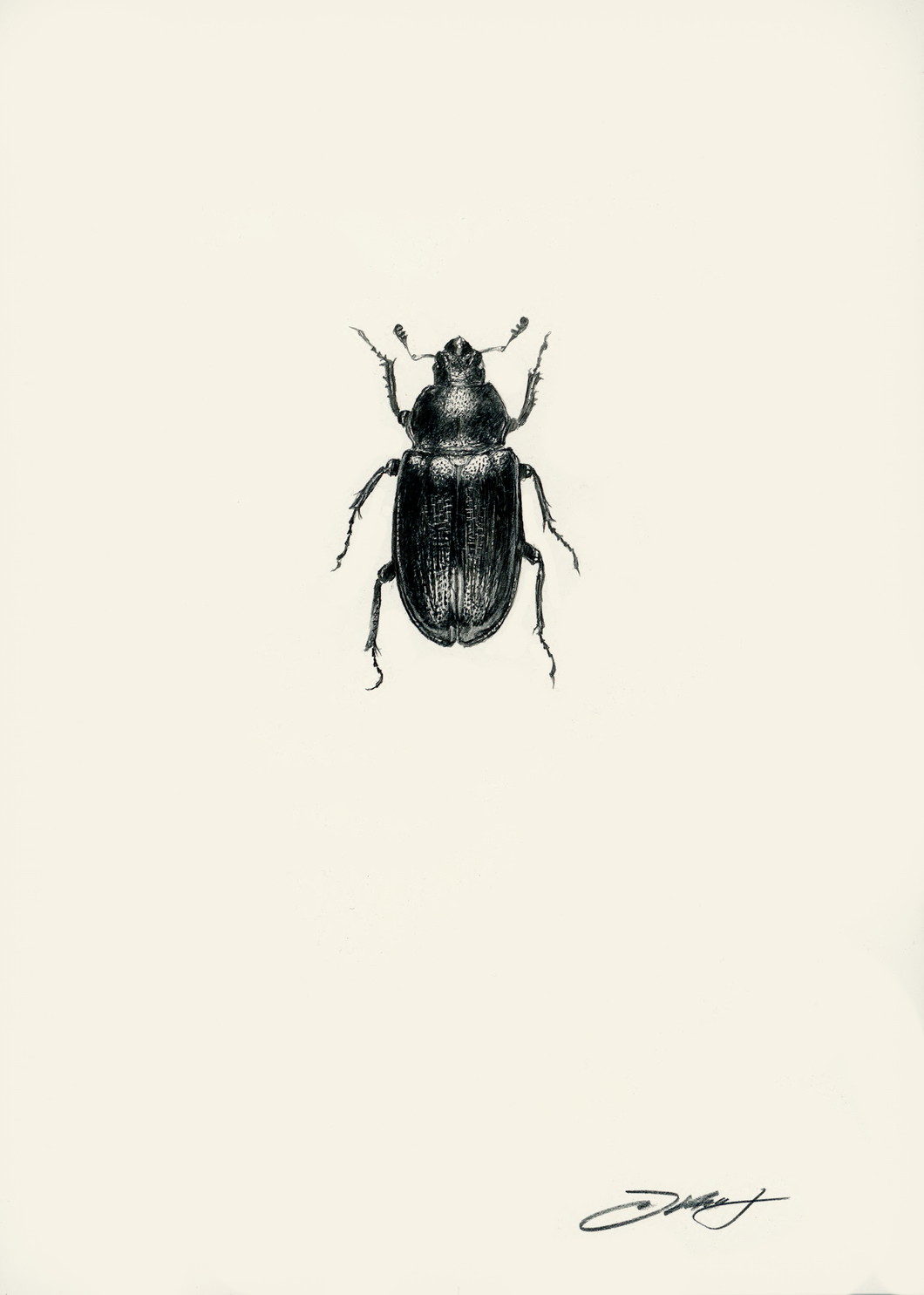 Blue Stag Beetle (Female)