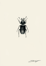 Load image into Gallery viewer, Blue Stag Beetle (Male)
