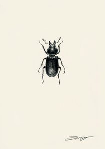 Blue Stag Beetle (Male)