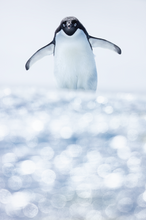Load image into Gallery viewer, Boxed Penguin Print
