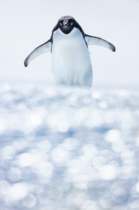 Boxed Penguin Print