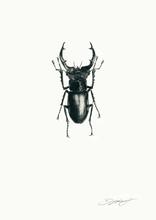 Load image into Gallery viewer, Stag Beetle (Male)
