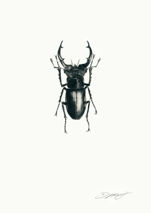Stag Beetle (Male)