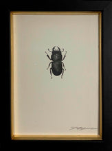Load image into Gallery viewer, Lesser Stag Beetle (Male)
