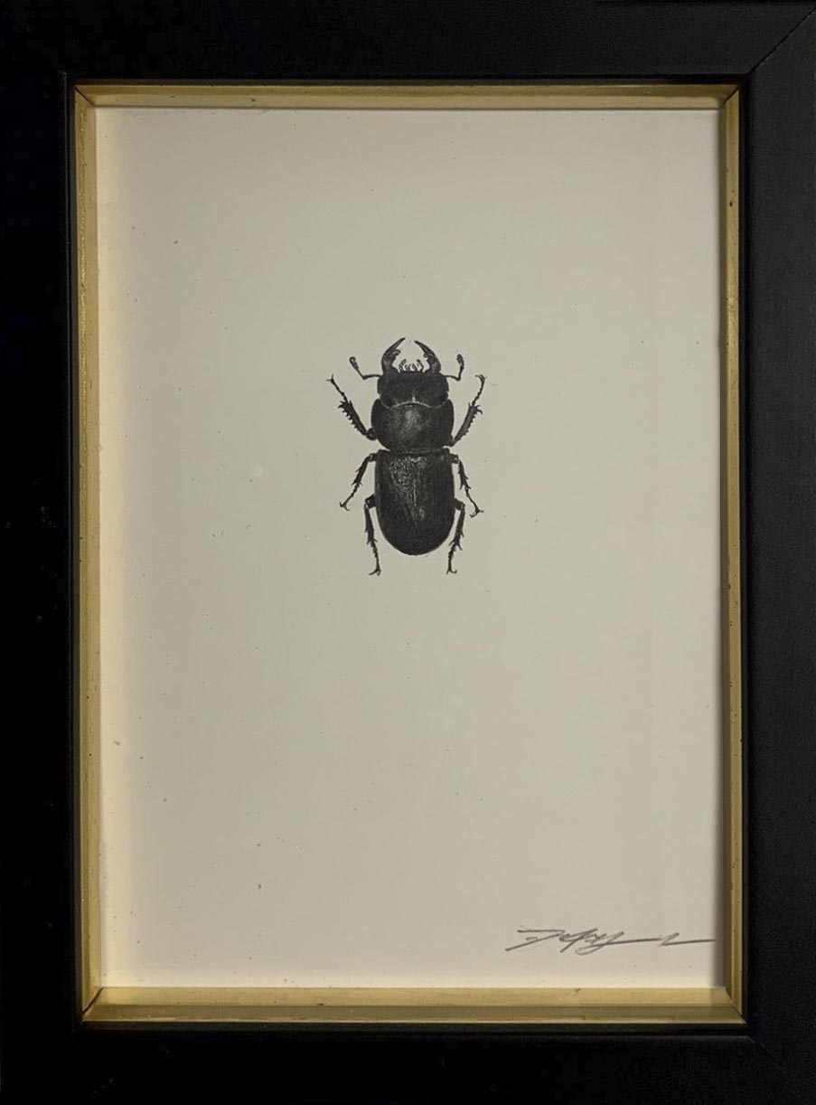 Lesser Stag Beetle (Male)