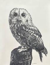 Load image into Gallery viewer, Tawney Owl 1
