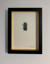 Load image into Gallery viewer, Lesser Stag Beetle (Male)
