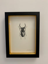 Load image into Gallery viewer, Stag Beetle (Male)
