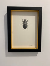 Load image into Gallery viewer, Stag Beetle (Female)
