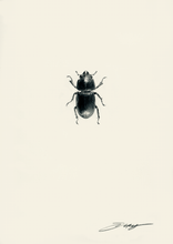 Load image into Gallery viewer, Lesser Stag Beetle (Female)
