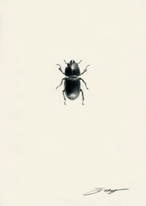 Lesser Stag Beetle (Female)