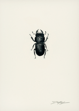 Load image into Gallery viewer, Lesser Stag Beetle (Male)
