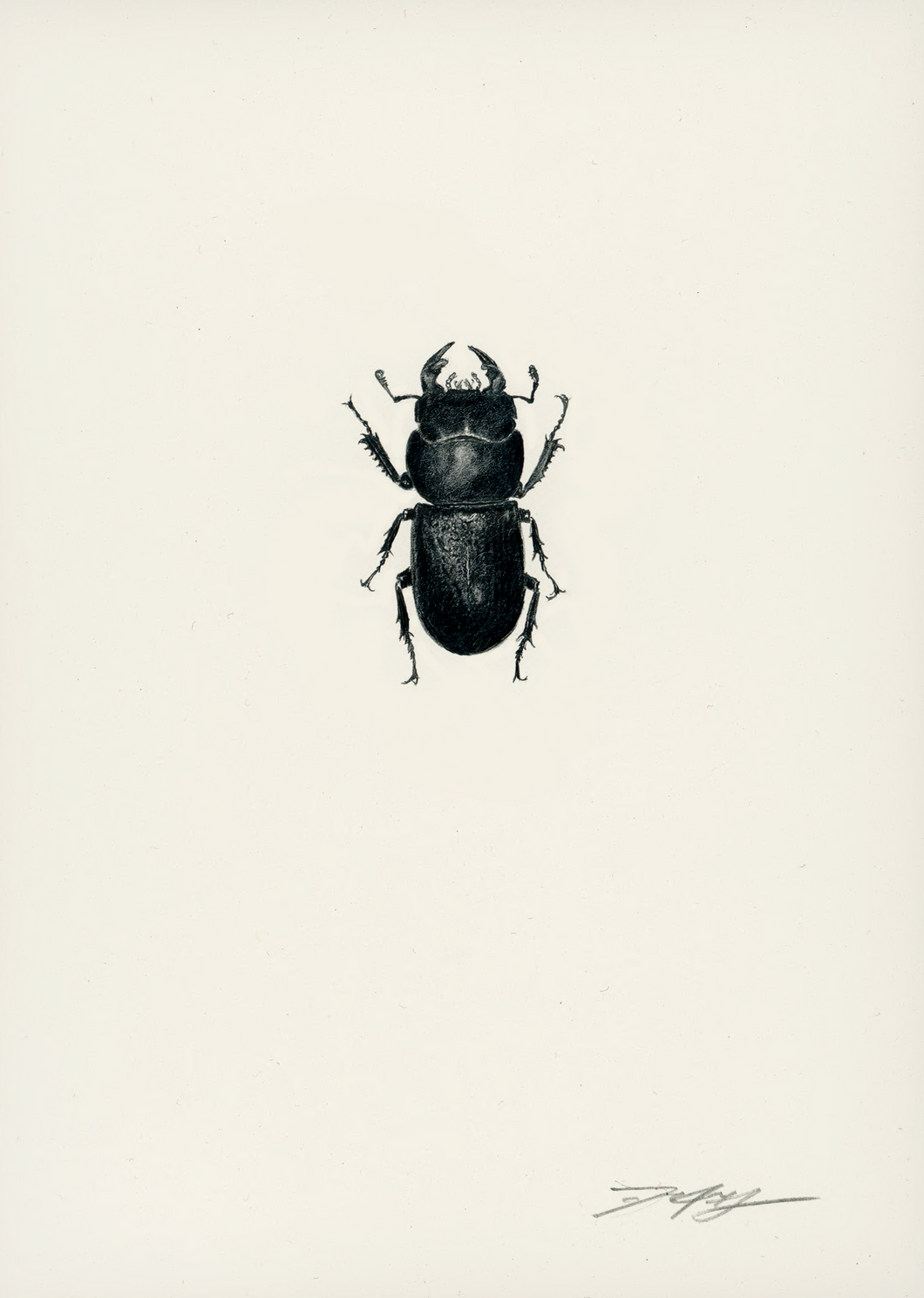 Lesser Stag Beetle (Male)