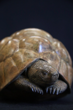 Load image into Gallery viewer, Leopard Tortoise
