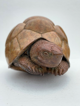 Load image into Gallery viewer, Leopard Tortoise
