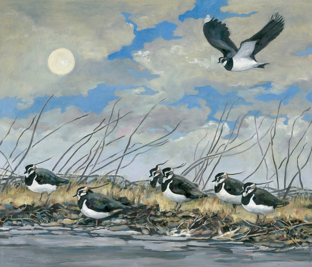 Evening Lapwings | Print