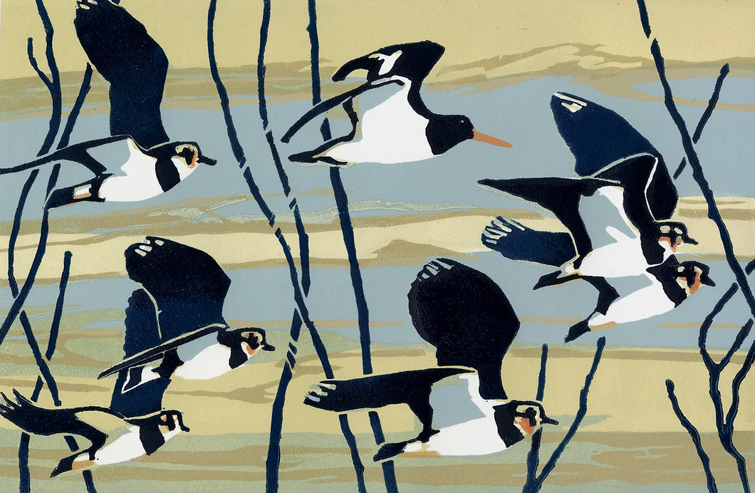 Staying With Lapwings