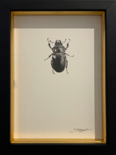 Load image into Gallery viewer, Stag Beetle (Female)
