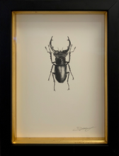 Load image into Gallery viewer, Stag Beetle (Male)
