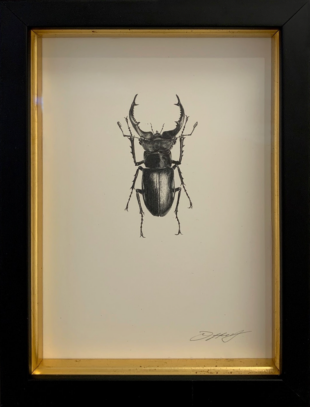 Stag Beetle (Male)