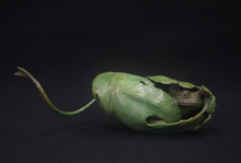 Load image into Gallery viewer, Oak Leaf Toad
