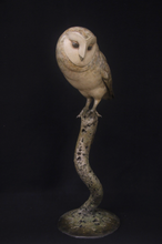 Load image into Gallery viewer, Barn Owl
