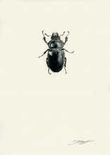 Load image into Gallery viewer, Stag Beetle (Female)
