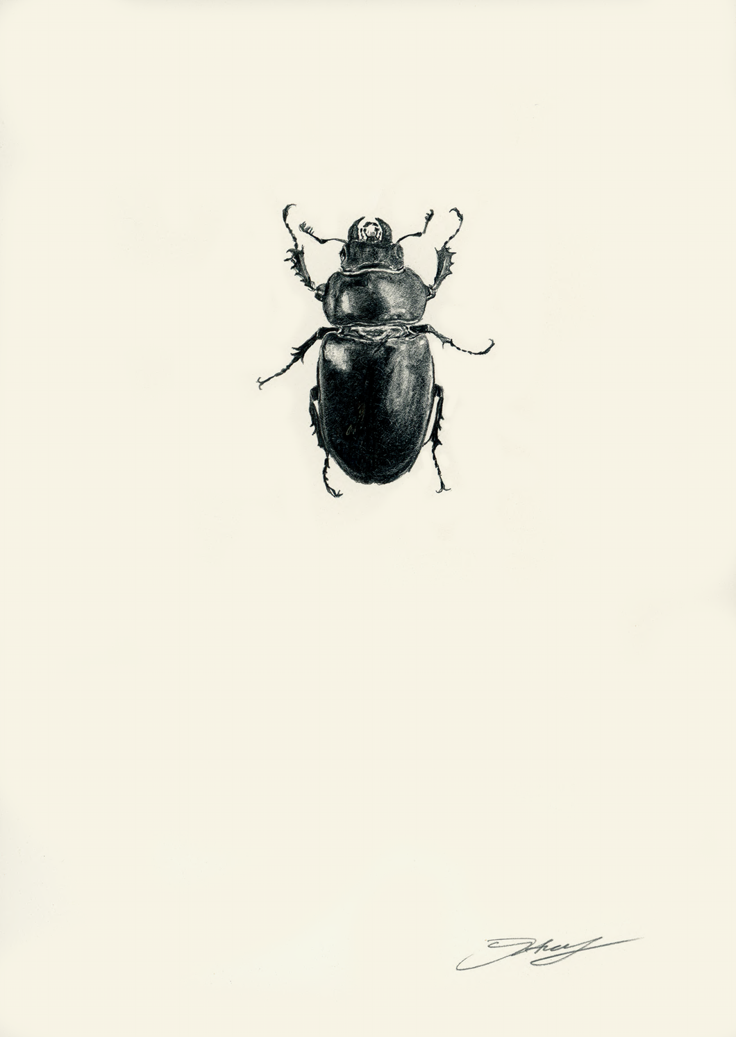 Stag Beetle (Female)