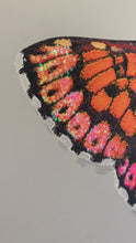 Load and play video in Gallery viewer, Memento Papilio - Duke of Burgundy
