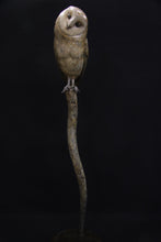 Load image into Gallery viewer, Barn Owl
