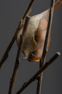 Pair of Goldcrests